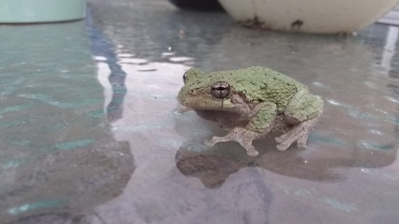 Fuckin frog